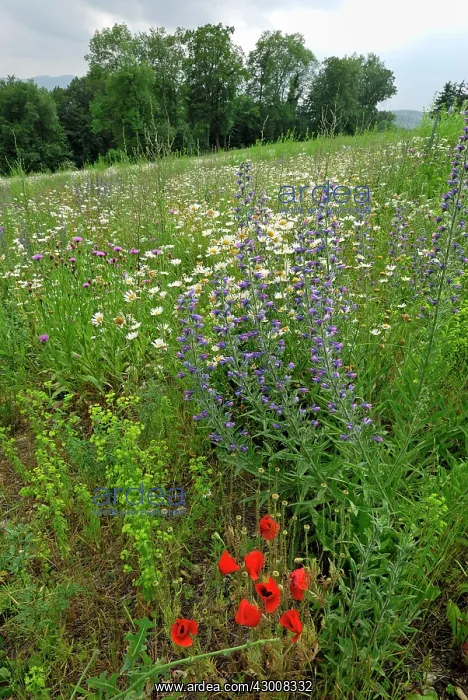 : Wildflower Strip Fallow land : Wildflower Strip Fallow land