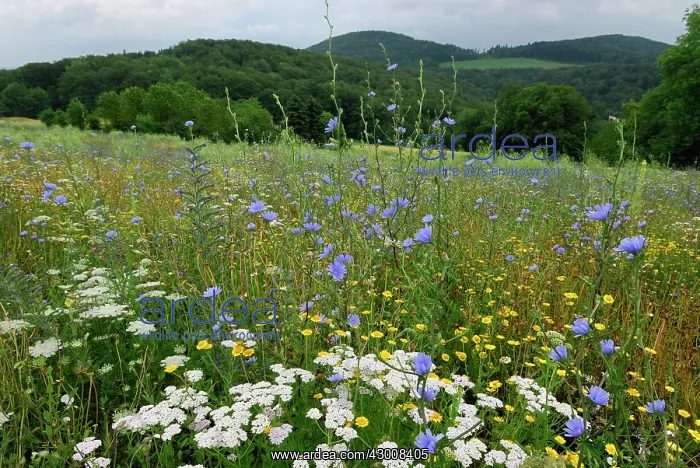 : Wildflower Strip Fallow land : Wildflower Strip Fallow land