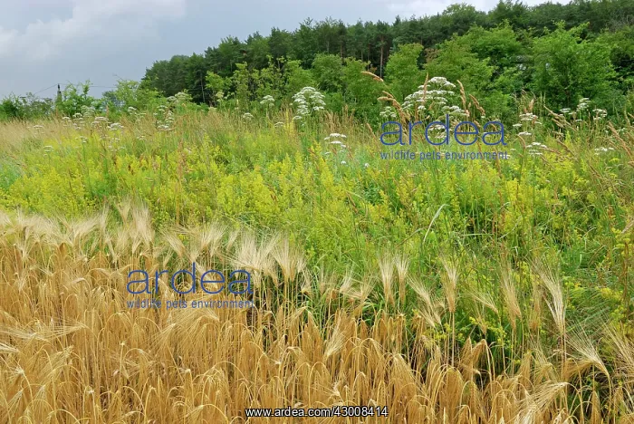 : Wildflower Strip Fallow land : Wildflower Strip Fallow land