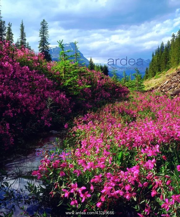  : Wildflowers in Banff National Park. Alberta