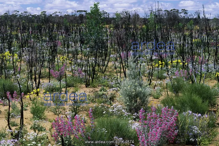 : Wildflowers - in Burnt Scrubland after Winter Rains : Wildflowers - in Burnt Scrubland after Winter Rains
