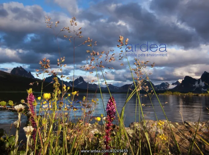 : Wildflowers in the Canadian Rockies, Jasper : Wildflowers in the Canadian Rockies, Jasper