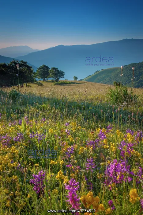 : Wildflowers at dawn along the Forca Canapine : Wildflowers at dawn along the Forca Canapine