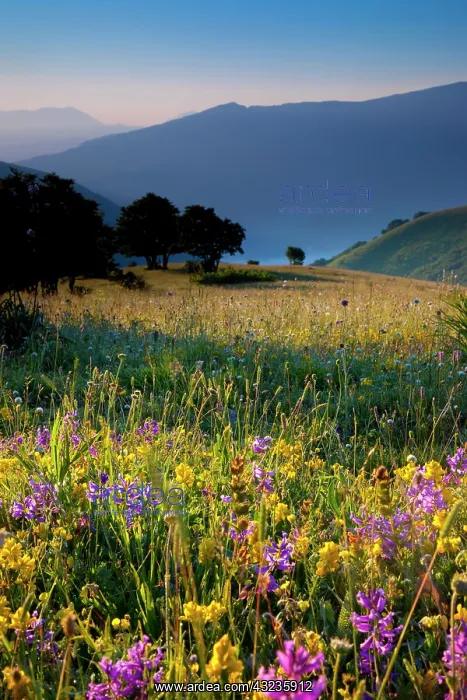 : Wildflowers at dawn along the Forca Canapine : Wildflowers at dawn along the Forca Canapine