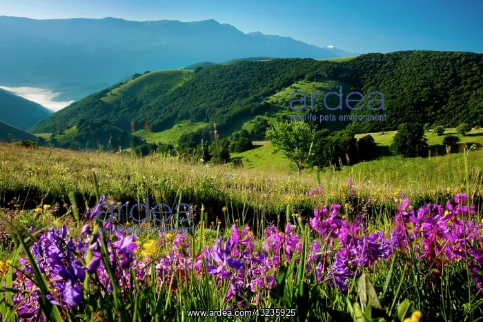 : Wildflowers at dawn along the Forca Canapine : Wildflowers at dawn along the Forca Canapine