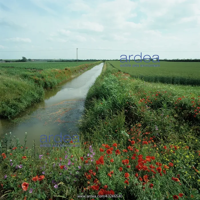 : Wildflowers along drainage dyke : Wildflowers along drainage dyke