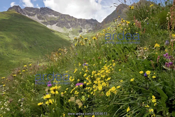 : Wildflowers - flowery high pastures - with rock-rose : Wildflowers - flowery high pastures - with rock-rose