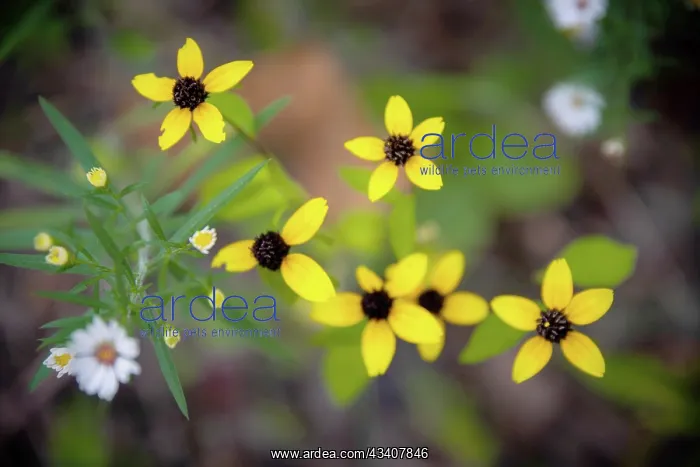 : Wildflowers, France Park, Indiana, USA : Wildflowers, France Park, Indiana, USA