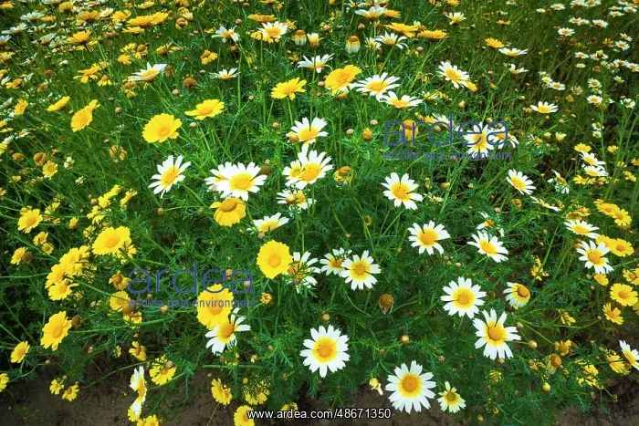 : Wildflowers in Harmon Canyon Preserve, Ventura, California : Wildflowers in Harmon Canyon Preserve, Ventura, California