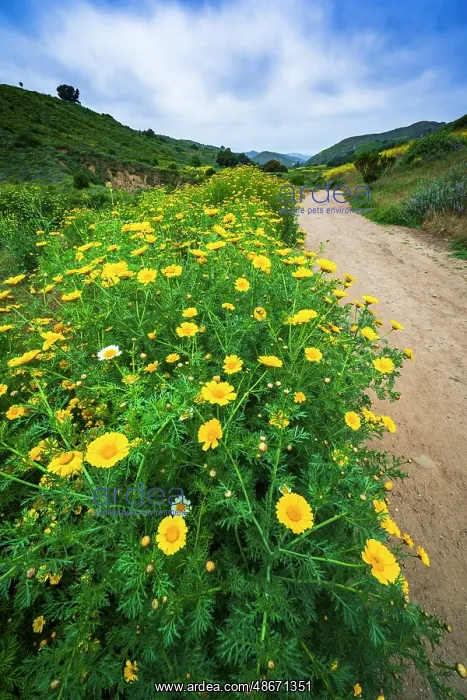 : Wildflowers in Harmon Canyon Preserve, Ventura, California : Wildflowers in Harmon Canyon Preserve, Ventura, California