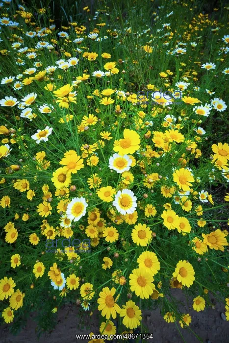: Wildflowers in Harmon Canyon Preserve, Ventura, California : Wildflowers in Harmon Canyon Preserve, Ventura, California