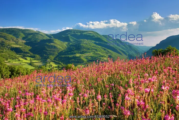 : Wildflowers on a hillside in the Valnerina : Wildflowers on a hillside in the Valnerina