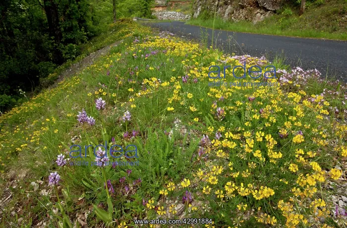 : Wildflowers - Intensely flowery roadside with Monkey : Wildflowers - Intensely flowery roadside with Monkey