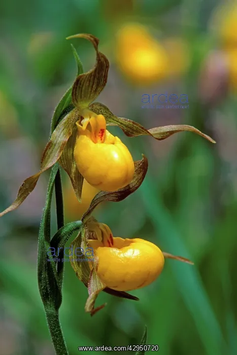 : Wildflowers, Lady's Slipper Orchid, closeup : Wildflowers, Lady's Slipper Orchid, closeup