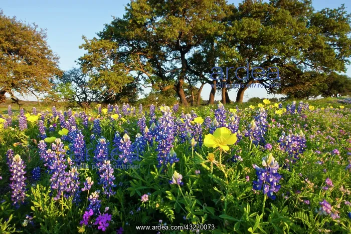 : Wildflowers and live oak in Texas hill country : Wildflowers and live oak in Texas hill country