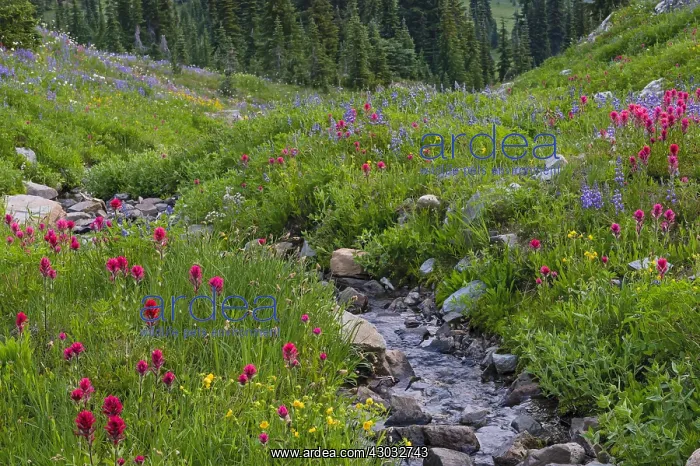 : Wildflowers--lupine, arnica, paintbrush, cinquefoil : Wildflowers--lupine, arnica, paintbrush, cinquefoil