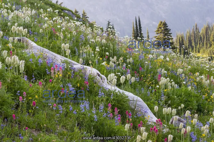 : Wildflowers--lupine, arnica, paintbrush, valerian : Wildflowers--lupine, arnica, paintbrush, valerian
