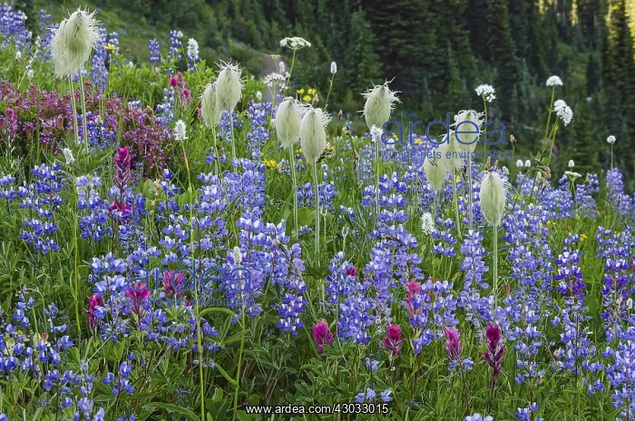 : Wildflowers--lupine, arnica, paintbrush, valerian : Wildflowers--lupine, arnica, paintbrush, valerian