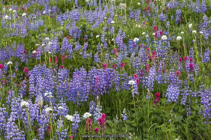 : Wildflowers--lupine, heather, paintbrush, valerian : Wildflowers--lupine, heather, paintbrush, valerian