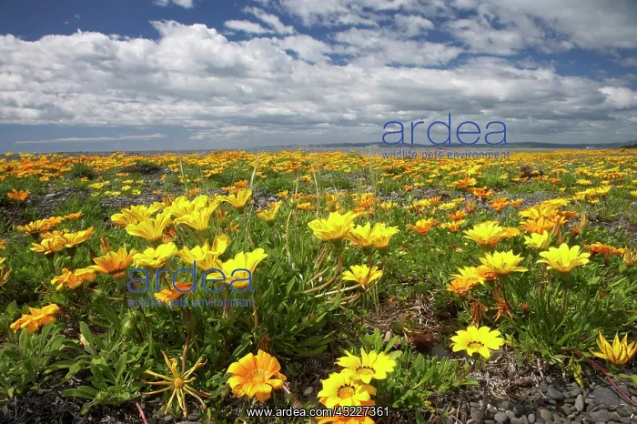 : Wildflowers, Marine Parade, Napier Waterfront : Wildflowers, Marine Parade, Napier Waterfront