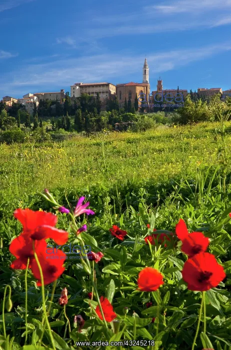 : Wildflowers below the medieval town of Pienza : Wildflowers below the medieval town of Pienza