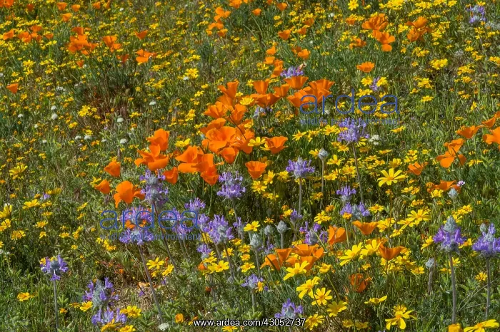 : Wildflowers--mostly California poppies, goldfields : Wildflowers--mostly California poppies, goldfields