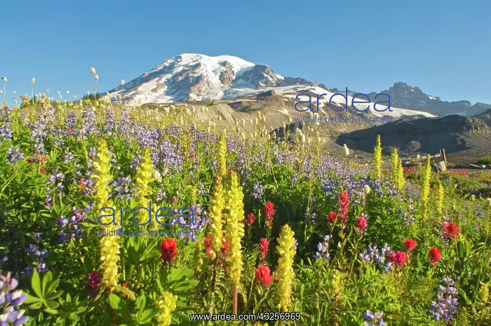 : Wildflowers In Mount Rainier National Park : Wildflowers In Mount Rainier National Park