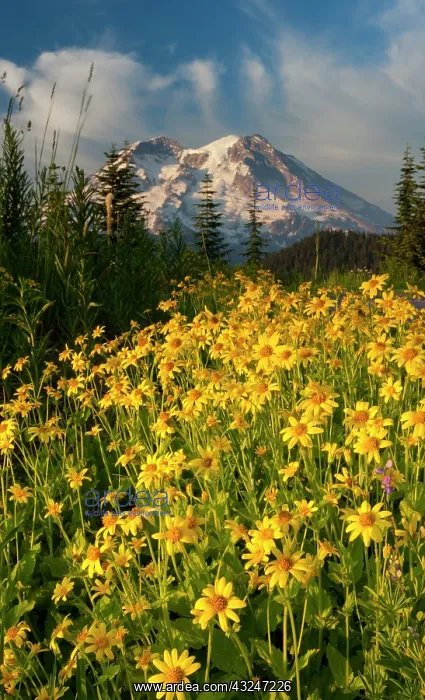: Wildflowers and Mt. Rainier, Washington : Wildflowers and Mt. Rainier, Washington