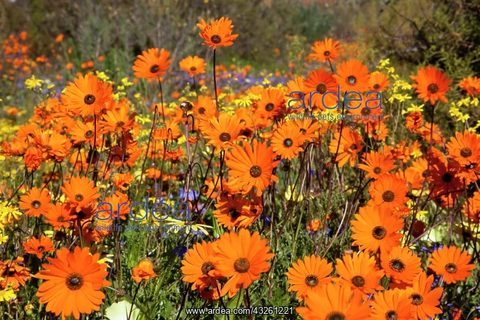 : Wildflowers in Namaqua National Park, Namaqualand : Wildflowers in Namaqua National Park, Namaqualand
