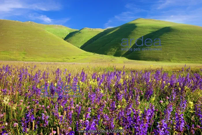 : Wildflowers in the Piano Grande, Monti Sibillini : Wildflowers in the Piano Grande, Monti Sibillini