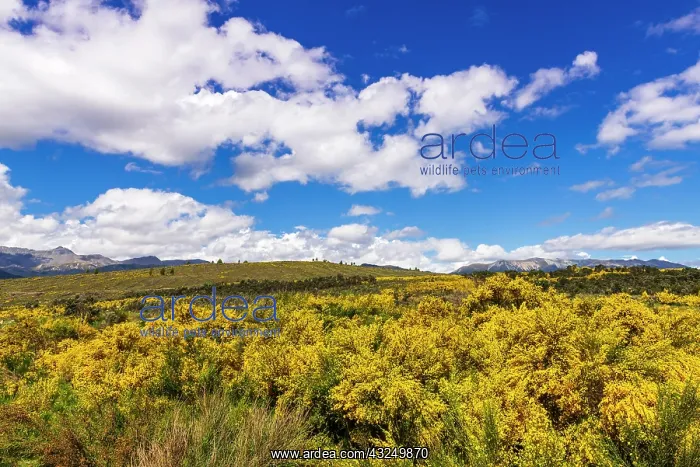 : Wildflowers on rolling hills above Lake Te Anau : Wildflowers on rolling hills above Lake Te Anau