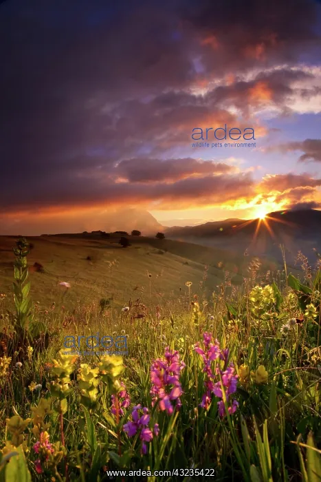 : Wildflowers at sunrise in the Monti Sibillini : Wildflowers at sunrise in the Monti Sibillini