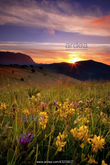 : Wildflowers at sunrise in the Monti Sibillini : Wildflowers at sunrise in the Monti Sibillini