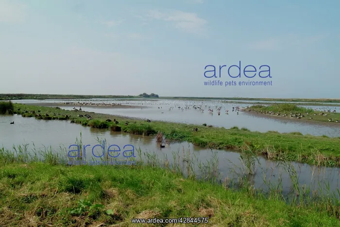 : Wildfowl - Cley Marshes : Wildfowl - Cley Marshes
