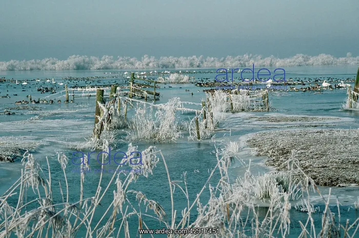 : Wildfowl - including Swan, wintering in snow : Wildfowl - including Swan, wintering in snow