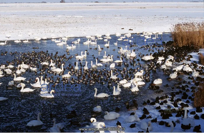 : WILDFOWL - including swans : WILDFOWL - including swans