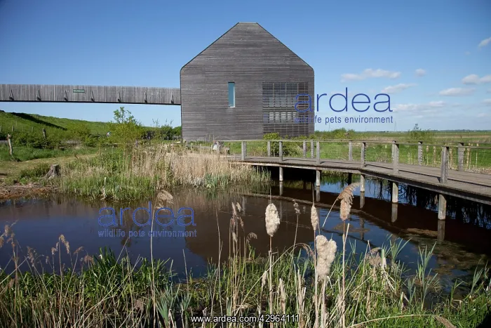 : Wildfowl & Wetlands Trust Welney Norfolk : Wildfowl & Wetlands Trust Welney Norfolk