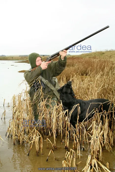 : Wildfowling for geese on the Eden Estuary, Fife, Scotland : Wildfowling for geese on the Eden Estuary, Fife, Scotland