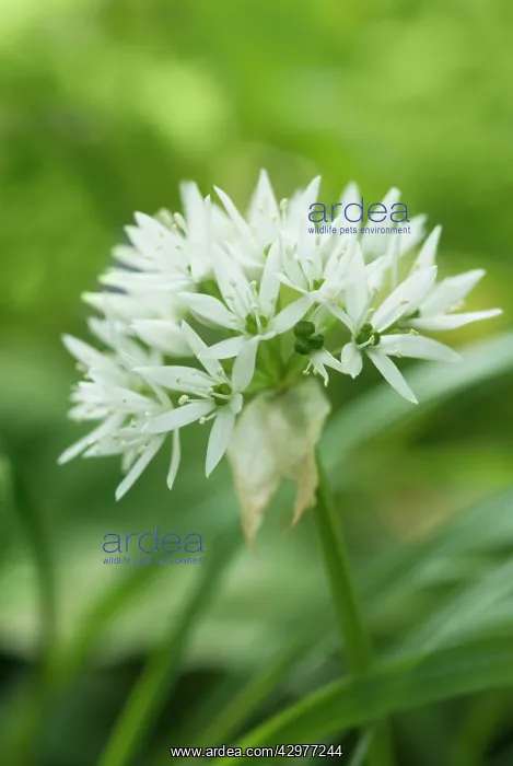 : Wildgarlic : Wildgarlic