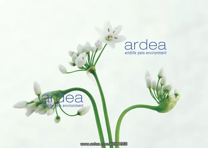 : Wildgarlic : Wildgarlic
