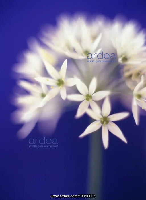 : Wildgarlic : Wildgarlic