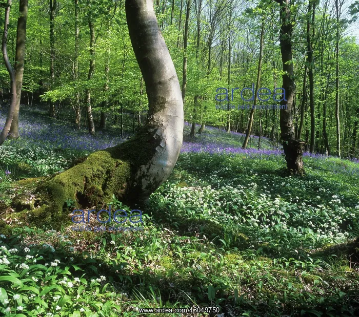 : Wildgarlic : Wildgarlic