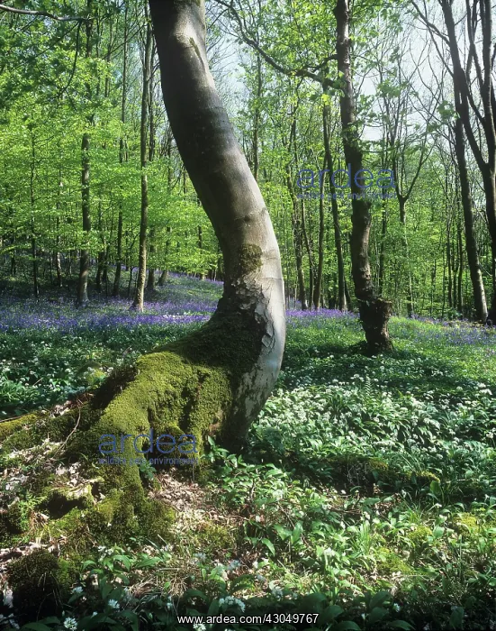 : Wildgarlic : Wildgarlic