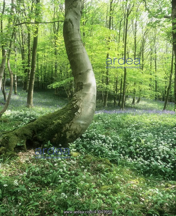 : Wildgarlic : Wildgarlic