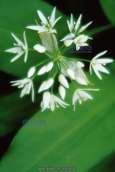 : Wildgarlic : Wildgarlic