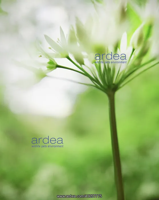 : Wildgarlic : Wildgarlic