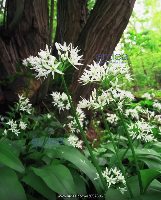  : Wildgarlic