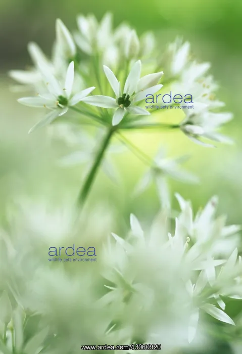 : Wildgarlic : Wildgarlic