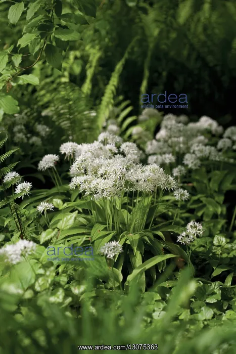 : Wildgarlic : Wildgarlic