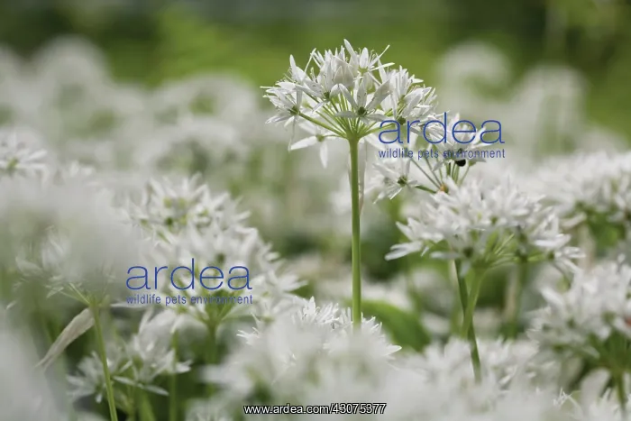 : Wildgarlic : Wildgarlic